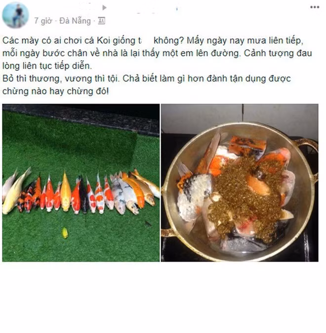 Tuy nhiên, mới đây sau cơn mưa, cả đàn cá chép Koi thi nhau nhảy ra ngoài bể, chàng trai trẻ ở Đà Nẵng đã tận dụng bắt lại và làm món ăn cho gia đình khiến dân mạng bất ngờ.