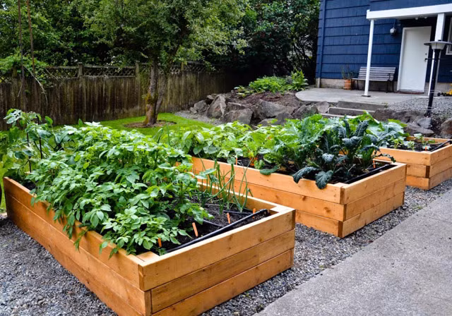 Không chỉ dừng lại ở đó, việc "đóng giường" trồng rau còn giúp lưng của bạn đỡ phải cúi xuống quá nhiều, đặc biệt đóng một chiếc giường trồng rau thế này, bạn không còn mất nhiều công sức làm đất như cách làm vườn truyền thống.