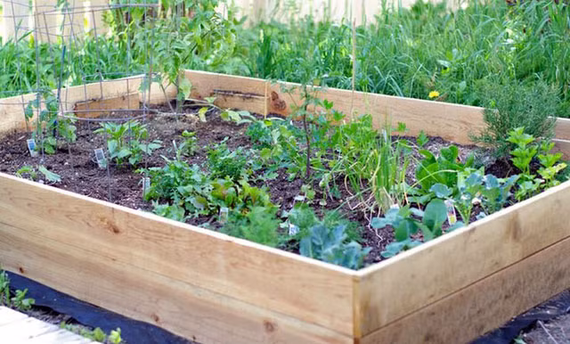 Chị Đặng Thu Dung - một trong những người đã áp dụng thành công cách "đóng giường" trồng rau chia sẻ kinh nghiệm: "Mình chọn mua các loại đất phù sa để trồng rau. Vách giường được mình và anh xã ghép lại bằng vít khoan bê tông. Ở dưới mỗi giường vườn mình sử dụng đáy lót nilon, bìa cát tông chống cỏ và rễ tre mọc hút dinh dưỡng. Lót nilon để chống mất nước cho mùa hè, có lỗ thoát nước đáy thùng chống úng."