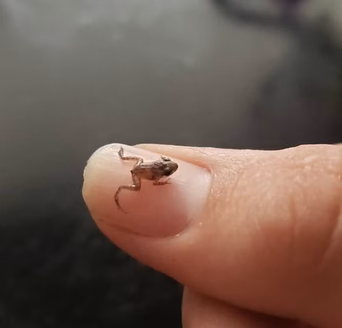 15. Một chú ếch tí hon được tìm thấy trong hồ.