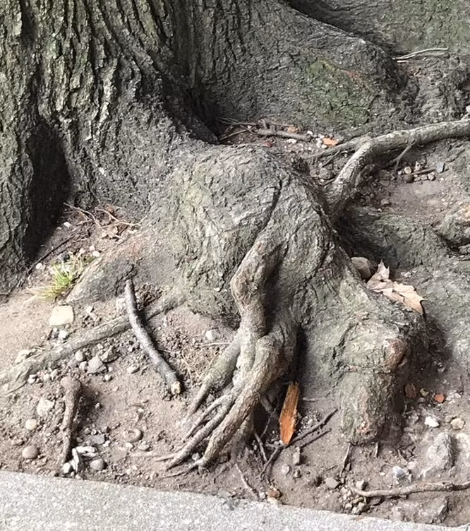 10. Phần gốc cây xù xì này trông giống như một con khủng long đang ngủ.