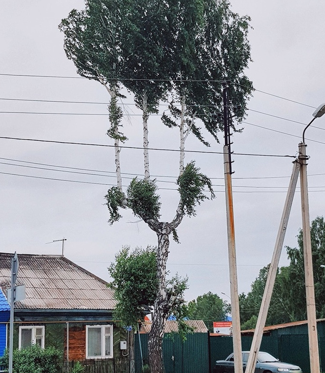 5. Một cây bạch dương với hình dáng đặc biệt ở Siberia.