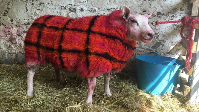 12. Chú cừu "ca rô" được tạo hình bằng thuốc nhuộm.