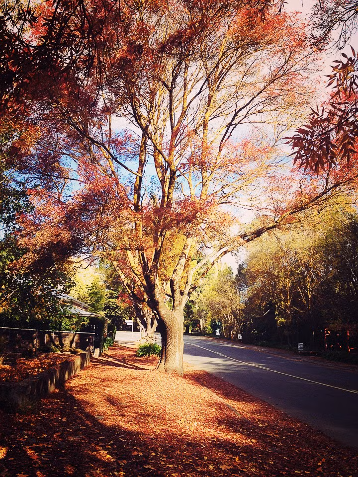  A đây rồi: Du học sinh Việt sống tại Adelaide cho rằng mùa thu ở đây chẳng khác nào thiên đường khi nhiều loài cây bắt đầu đổi màu lá tạo nên một không gian thơ mộng lãng mạn.