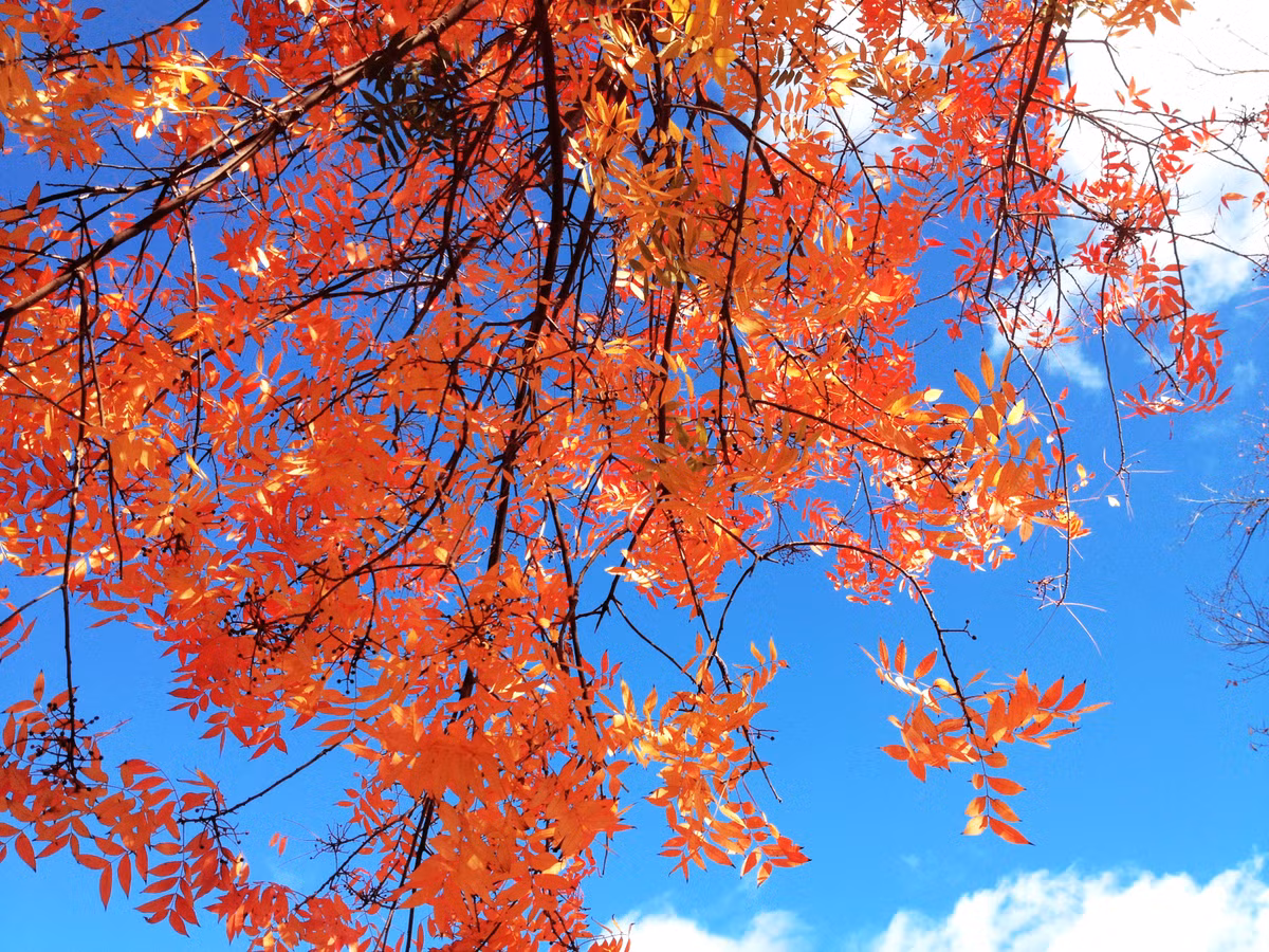 Trong nền trời xanh, màu lá đỏ làm cả thành phố Adelaide trở nên nổi bật, làm cho những du học sinh, khách du lịch từ khắp mọi nơi như mê mẩn.