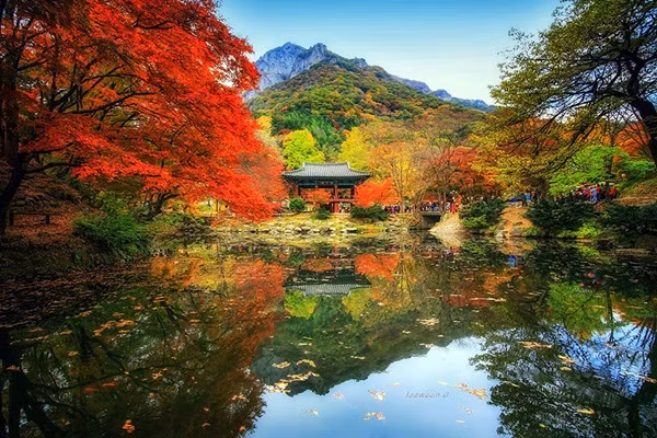 Một khung cảnh đầy màu sắc của mùa thu Hàn Quốc.