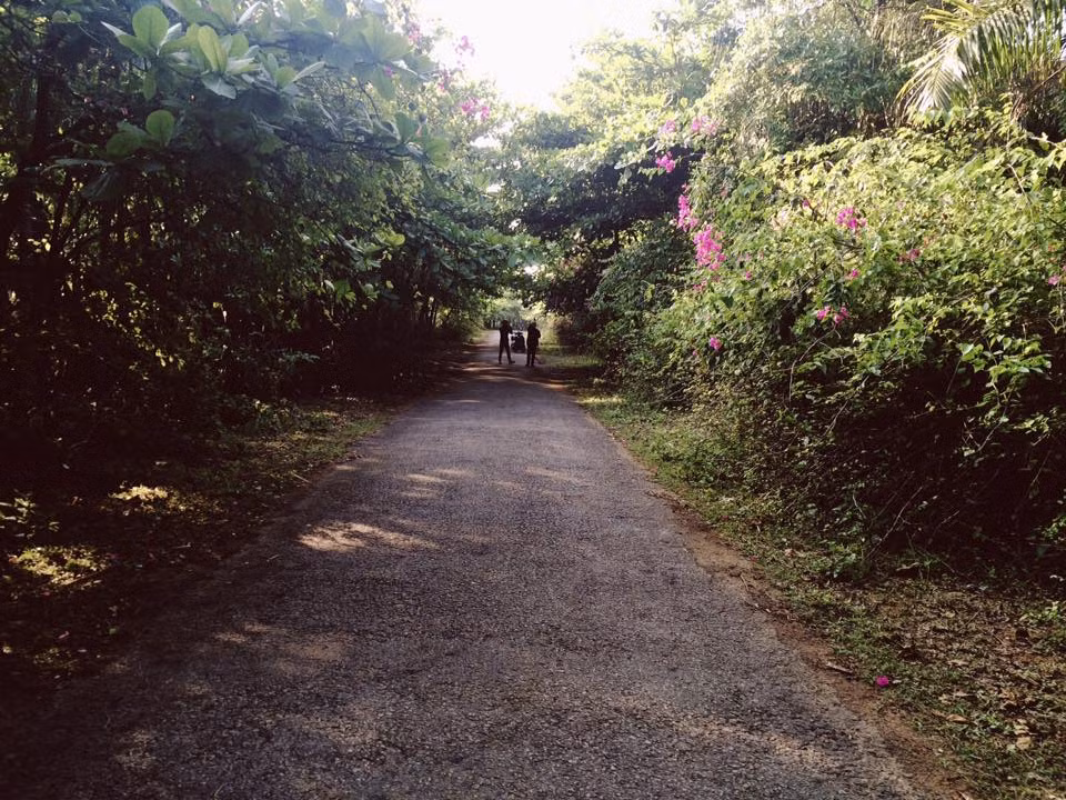 Con đường với hàng cây hoa giấy tím dẫn vào khu nghỉ dưỡng Quỳnh Viên thuộc bãi biển Thạch Hải. Ảnh trong bài: Ivivu.
