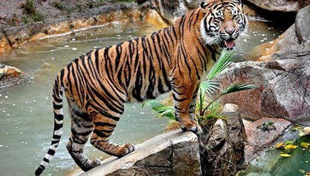 Mot nhan vien so thu bi ho vo chet