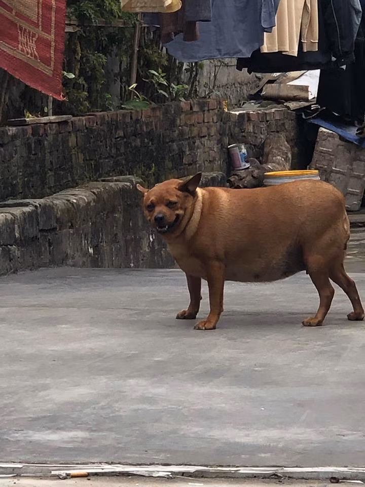 Chet cuoi voi nhung thu cung dau cho minh lon hot nhat mang xa hoi