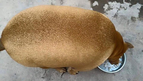 Hình ảnh chú chó "tròn như quả bí" được chia sẻ trên trang Facebook của H.M ngay lập tức thu hút sự chú ý đặc biệt của cộng đồng mạng. Không ít người sau khi nhìn phải lắc đầu, chớp mắt mất vài dây mới nhận ra đây là một chú cún chứ không phải quả bí hay thứ gì tròn trịa tương tự.