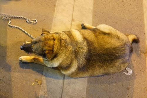 Chú chó béo nhất Hà Nội được một bạn trẻ Việt "phát hiện" ra khi đang trên đường tản bộ cùng chủ trên đoạn đường Bạch Mai. Chú chó này tên Nic và có số cân nặng là 50 kg.