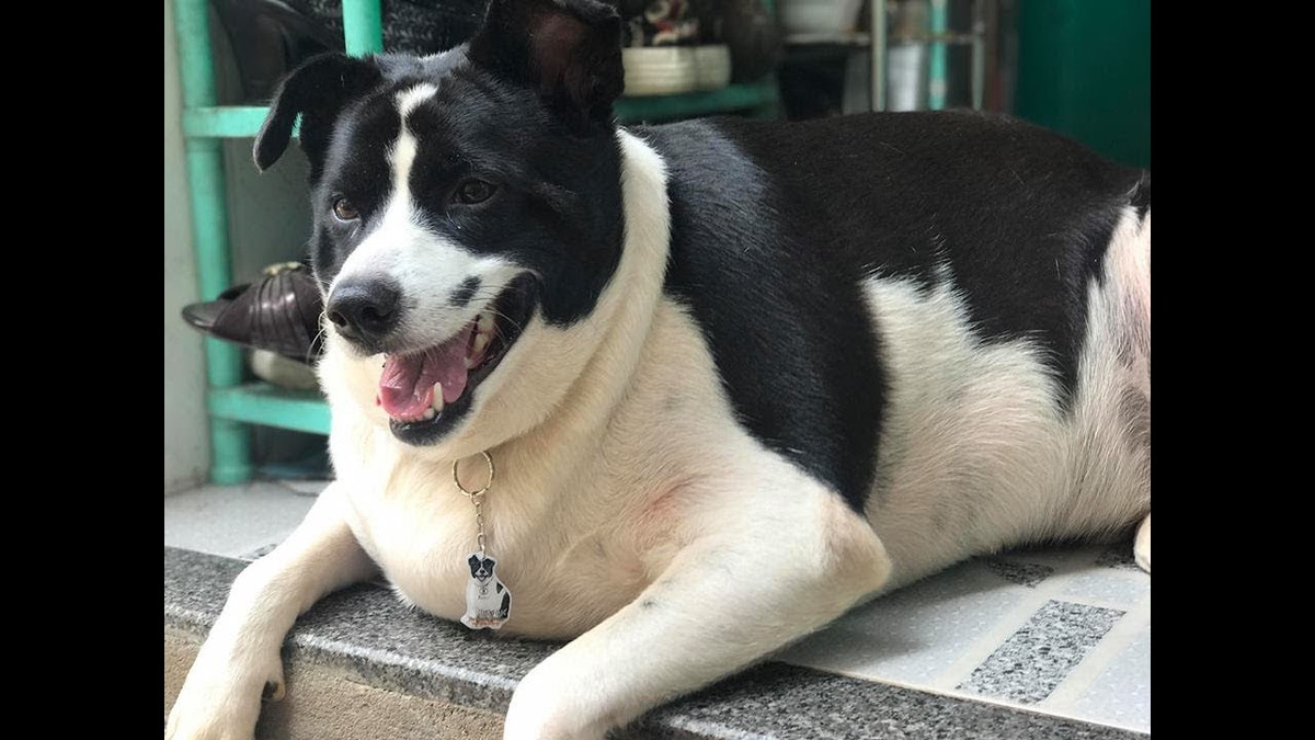 Không những béo, chú chó tên Moon còn nổi tiếng trên MXH khi liên tục trở thành nhân vật chính trong các clip của cô chủ. Từ những lần giận dỗi cho tới những hình phạt, Moon đều tỏ ra vô cùng đáng yêu.