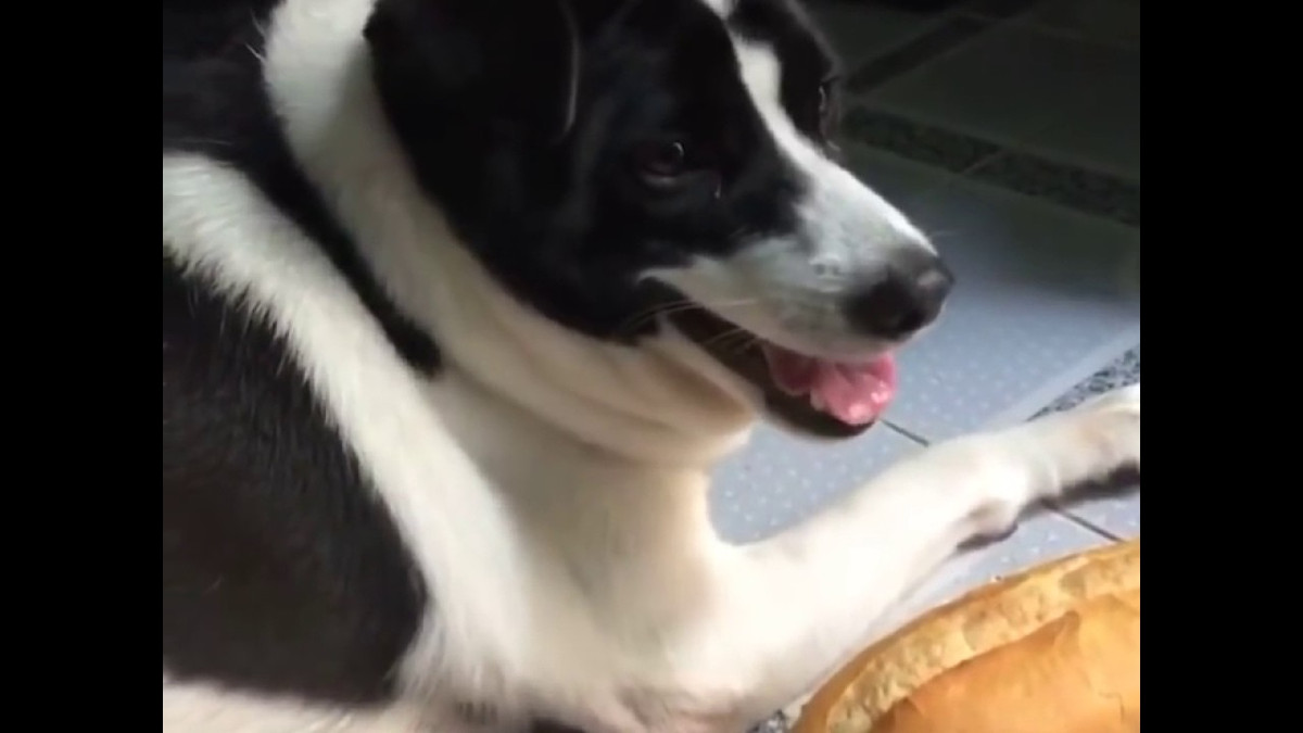 Thậm chí, trên Facebook có hẳn 1 fanpage được lập ra dành cho các fan của chú chó béo màu trắng đen tên Moon để theo dõi những hoạt động của chú chó này.