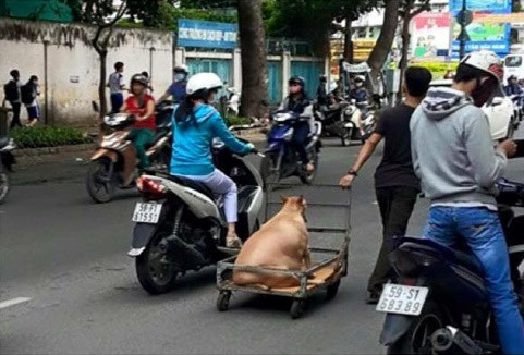 Chú chó này được bắt gặp trên phố Sài Gòn trong tư thế ngồi chiễm chệ trên xe kéo. Có lẽ, do thân hình quá đồ sộ, không thể tự di chuyển nên chú chó đành phải “phó thác” việc đi lại cho chủ của mình.