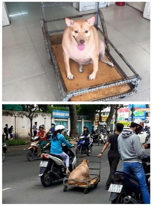 Nổi tiếng chưa lâu, chú chó béo nhất Hà Nội và chú chó tròn như quả bí đã có đối thủ. Đó là một chú chó ở Sài Gòn, cơ thể mập ú, nặng nề đến mức phải ngồi trên xe cho chủ kéo đi.