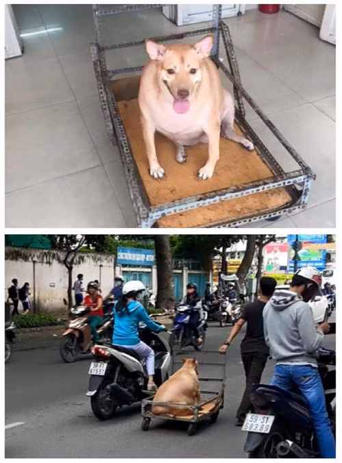 Nổi tiếng chưa lâu, chú chó béo nhất Hà Nội và chú chó tròn như quả bí đã có đối thủ. Đó là một chú chó ở Sài Gòn, cơ thể mập ú, nặng nề đến mức phải ngồi trên xe cho chủ kéo đi.