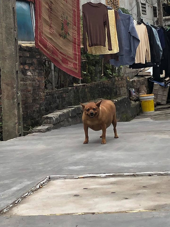 Nguồn gốc của từ "chó lợn" được dân mạng hay sử dụng cũng bắt nguồn từng những "boss" mập ú, đáng yêu này.