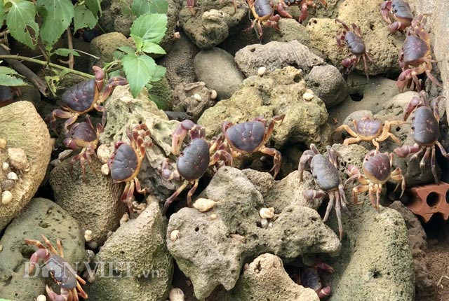 Dù đắt tương đương cua "tiến vua" là huỳnh đế như vậy nhưng không phải lúc nào có tiền cũng mua được".