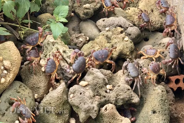 Dù đắt tương đương cua "tiến vua" là huỳnh đế như vậy nhưng không phải lúc nào có tiền cũng mua được".