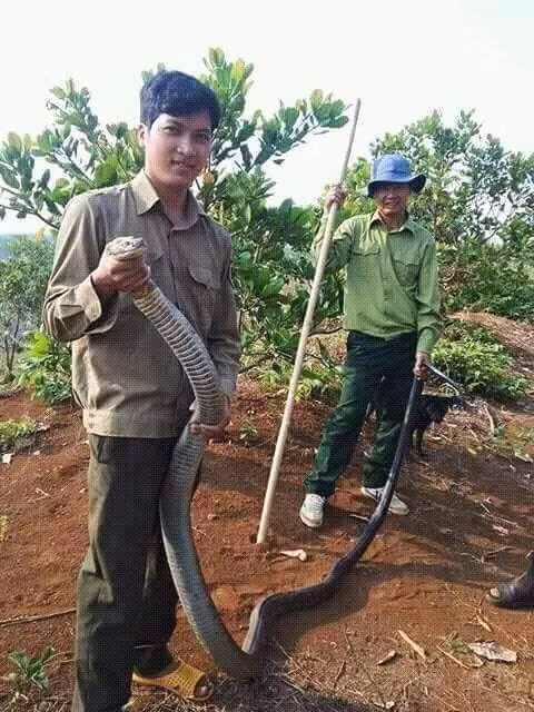 Hai hung canh tuong chang trai tay khong bat ran khung