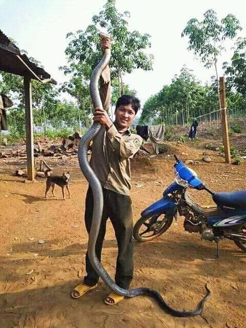 Hai hung canh tuong chang trai tay khong bat ran khung-Hinh-2