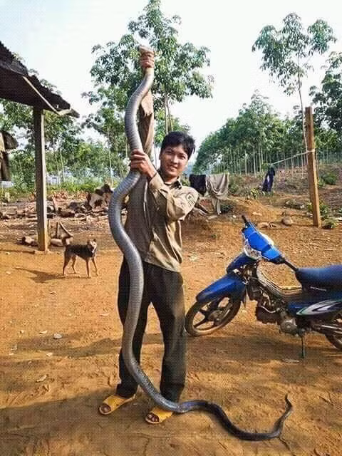 Hai hung canh tuong chang trai tay khong bat ran khung-Hinh-2