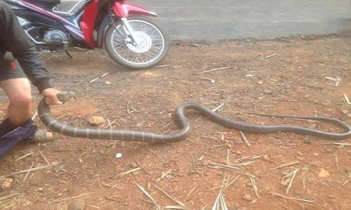 Hai hung canh tuong chang trai tay khong bat ran khung-Hinh-3