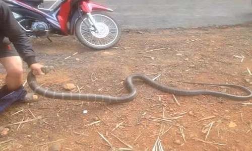 Hai hung canh tuong chang trai tay khong bat ran khung-Hinh-3