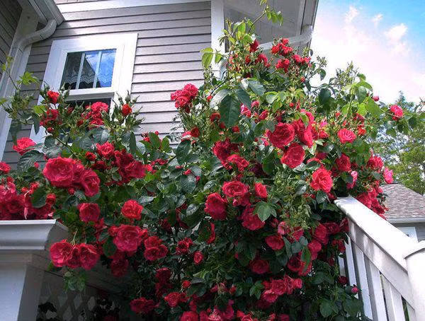  Hồng leo Với những ban công có nhiều nắng, một cách vừa có thể giúp cho không gian thêm rực rỡ vừa giảm bớt nắng chiếu trực tiếp vào nhà thì hồng leo là lựa chọn không thể phù hợp hơn. Hồng leo có khá nhiều chủng loại và kích thước, màu sắc đến form dáng. Vì thế, bạn có thể chọn hồng ngoại hoặc hồng nội để trồng tùy theo sở thích. Khi hồng nở cũng là lúc bạn sẽ quên ngay cái nắng nóng để tận hưởng cảm giác thư giãn và ngọt ngào của hoa.
