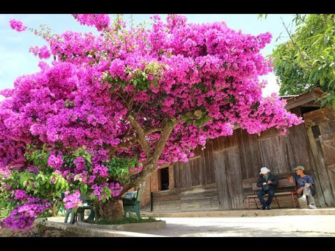  Hoa giấy Với những người bận rộn, bạn có thể trồng hoa giấy với nhiều màu sắc khác nhau. Hoa tạo nên vẻ đẹp rực rỡ, tràn đầy sức sống trong nắng hè cho ban công nhà bạn. Hoa giấy bạn có thể trồng nhiều loại hoặc một loại để phủ kín phần nhiều nắng của ban công, làm dịu bớt nóng của mùa hè chiếu trực tiếp vào nhà.