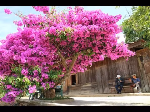  Hoa giấy Với những người bận rộn, bạn có thể trồng hoa giấy với nhiều màu sắc khác nhau. Hoa tạo nên vẻ đẹp rực rỡ, tràn đầy sức sống trong nắng hè cho ban công nhà bạn. Hoa giấy bạn có thể trồng nhiều loại hoặc một loại để phủ kín phần nhiều nắng của ban công, làm dịu bớt nóng của mùa hè chiếu trực tiếp vào nhà.