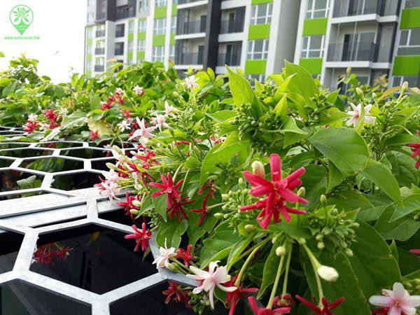  Sử quân tử Những ngày nắng nóng, nếu đi trên phố, bạn sẽ bắt gặp rất nhiều nhà trồng hoa sử quân tử với dáng hoa chùm buông rủ tạo bức rèm che mát rực rỡ sắc màu cho không gian mùa hè thêm tràn đầy nhựa sống. Sử quân tử là loài hoa dễ trồng, leo nhanh khỏe và có thể nở hoa quanh năm.