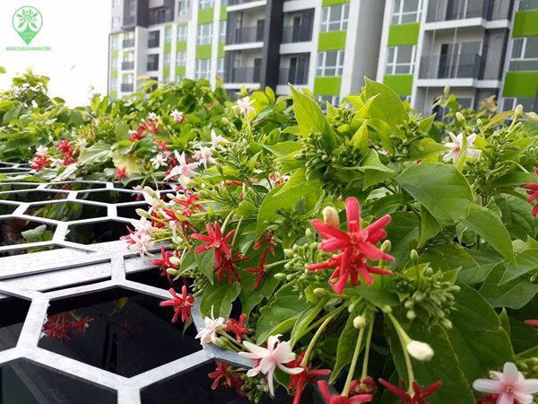  Sử quân tử Những ngày nắng nóng, nếu đi trên phố, bạn sẽ bắt gặp rất nhiều nhà trồng hoa sử quân tử với dáng hoa chùm buông rủ tạo bức rèm che mát rực rỡ sắc màu cho không gian mùa hè thêm tràn đầy nhựa sống. Sử quân tử là loài hoa dễ trồng, leo nhanh khỏe và có thể nở hoa quanh năm.