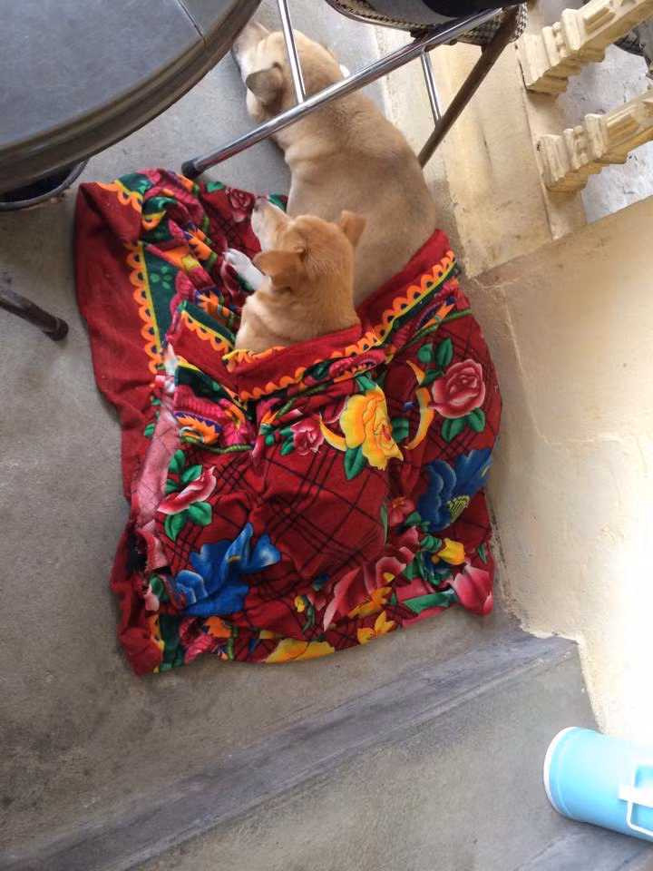 Nhiều người chủ thú cưng còn nghĩ ra cách cho thú cưng đắp chăn bông để chúng có thể vượt qua những ngày rét kỷ lục đang đổ xuống miền Bắc nước ta.