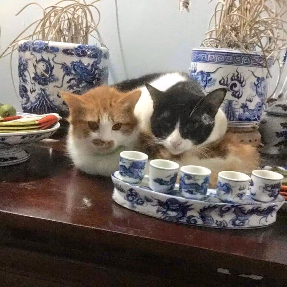 Đôi mèo này chọn bàn thờ là vị trí tránh rét của mình.