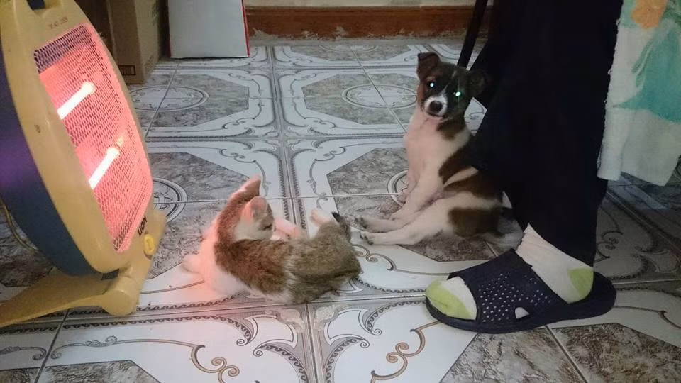 Việc sử dụng máy sưởi để giữ ấm cho các em thú cưng được cư dân mạng hiến kế cho các bạn trẻ. Nhưng đôi khi quá lạm dụng loại máy này mà nhiều bạn đã khiến các "em" chó, mèo của mình bị cháy chút lông.