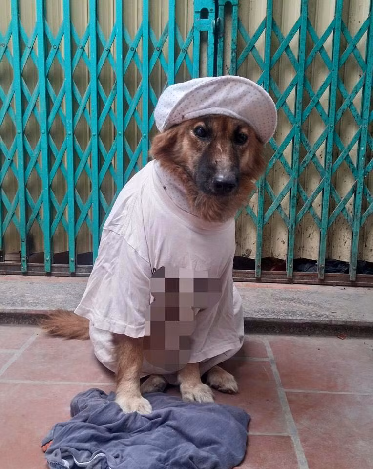 Ngay lập tức những chiếc quần áo không dùng tới đã được các bạn trẻ biến thành trang phục giữ ấm cho thú cưng. Qua bàn tay may và điêu luyện rất nhiều bộ quần áo cho thú cưng đã được ra đời.