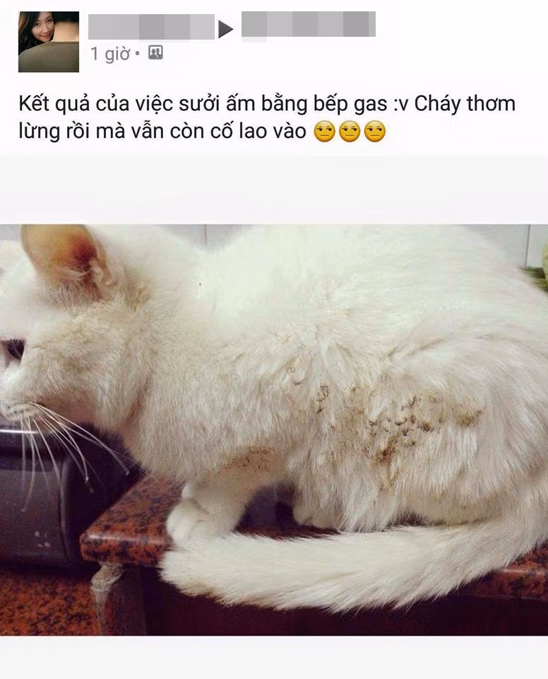 Trên các diễn đàn dành cho các bạn trẻ yêu thú cưng, rất nhiều kế sách giữ ấm cho thú cưng đã được các cư dân mạng bày ra.