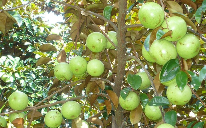 Lô hàng vú sữa đầu tiên của Việt Nam đã đi Mỹ vào cuối năm ngoái. (Ảnh: VTV)