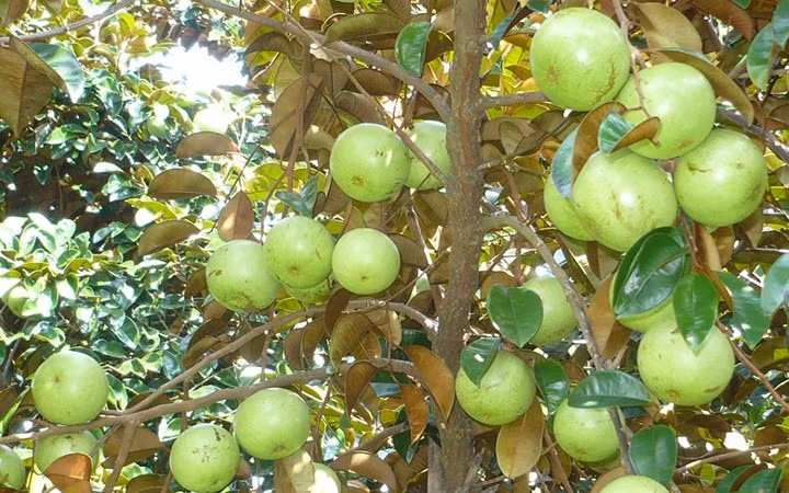 Lô hàng vú sữa đầu tiên của Việt Nam đã đi Mỹ vào cuối năm ngoái. (Ảnh: VTV)