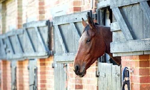 Ngựa đang bị lạm dụng tình dục. Ảnh minh họa.
