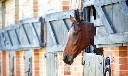 Ngựa đang bị lạm dụng tình dục. Ảnh minh họa.