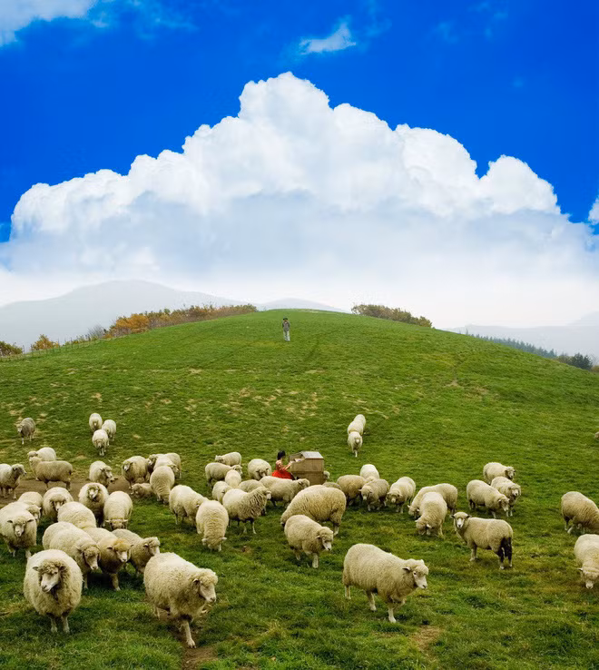 Đặc biệt, để phục vụ du khách có thể tiếp cận với bầy cừu, ông chủ Jeon Yeong Dae đã làm một khu vực riêng cho cừu ăn, sau khi đưa vé ra sẽ đổi được 1 giỏ nhỏ đồ ăn vì vậy, bạn có thể cho cừu ăn và chơi đùa với chúng trước khi về.