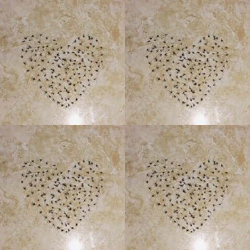 Ngay sau khi đăng tải, bài viết đã thu hút được sự quan tâm rất lớn từ cư dân mạng, mọi người đều cảm thấy vô cùng thích thú trước sự sáng tạo của các bạn trẻ và vui mắt trước các con vật bị ghét bỏ vì thường gây phiền nhiễu hàng ngày.