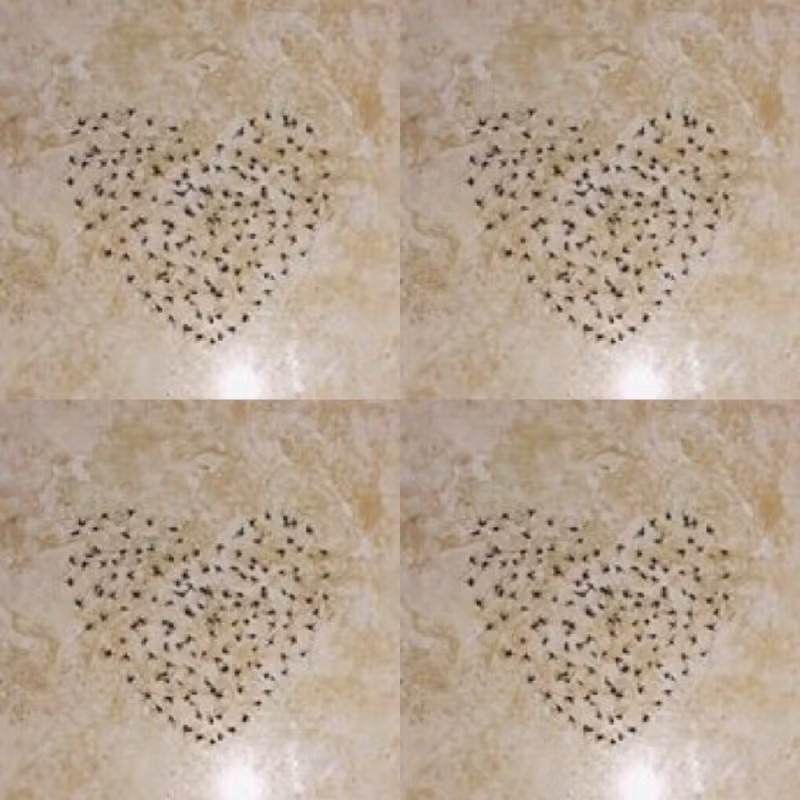 Ngay sau khi đăng tải, bài viết đã thu hút được sự quan tâm rất lớn từ cư dân mạng, mọi người đều cảm thấy vô cùng thích thú trước sự sáng tạo của các bạn trẻ và vui mắt trước các con vật bị ghét bỏ vì thường gây phiền nhiễu hàng ngày.