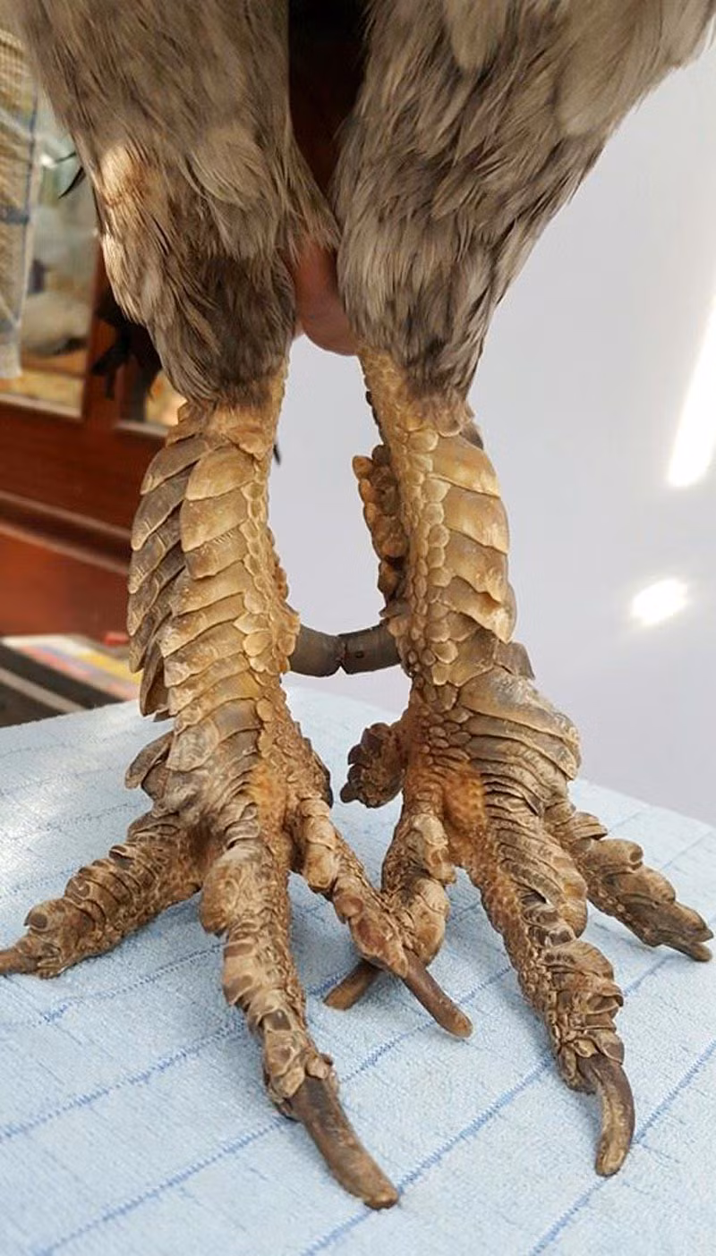 Dân chơi gà các tỉnh Đông Nam Bộ và Đồng bằng sông Cửu Long thường chơi dòng gà đá cựa (cựa sắt). Thường các cuộc đấu gà thu hút rất nhiều người chủ yếu độ tuổi từ thiếu niên đến trung tuổi.