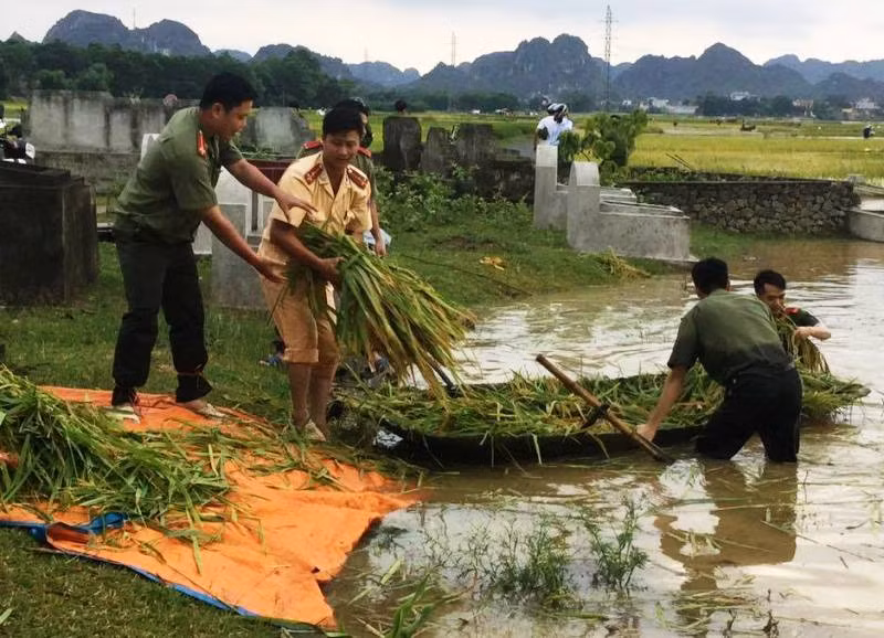 Những bó lúa thu hoạch vội được các chiến sĩ công an cứu cho người dân trong cơn lũ vừa qua tại Thái Bình.