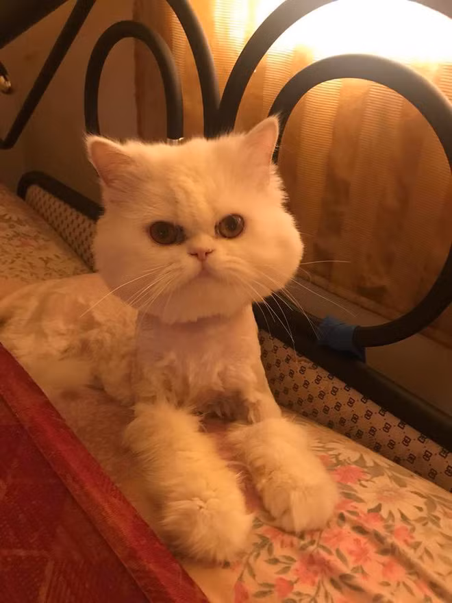 "Tôi là mèo chứ không phải chó mà tỉa lông theo concept này".