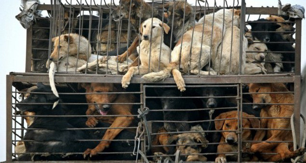 Trước đây, tại nhiều quốc gia trên thế giới lệnh cấm ăn thịt chó đã được ban hành để bảo vệ loài vật đáng yêu này. Thậm chí ở Hàn Quốc, đất nước cũng có truyền thống ăn thịt chó người dân đã xuống đường tuần hành để bảo vệ những chú chó đáng yêu bị giết thịt.