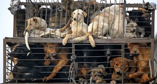 Trước đây, tại nhiều quốc gia trên thế giới lệnh cấm ăn thịt chó đã được ban hành để bảo vệ loài vật đáng yêu này. Thậm chí ở Hàn Quốc, đất nước cũng có truyền thống ăn thịt chó người dân đã xuống đường tuần hành để bảo vệ những chú chó đáng yêu bị giết thịt.